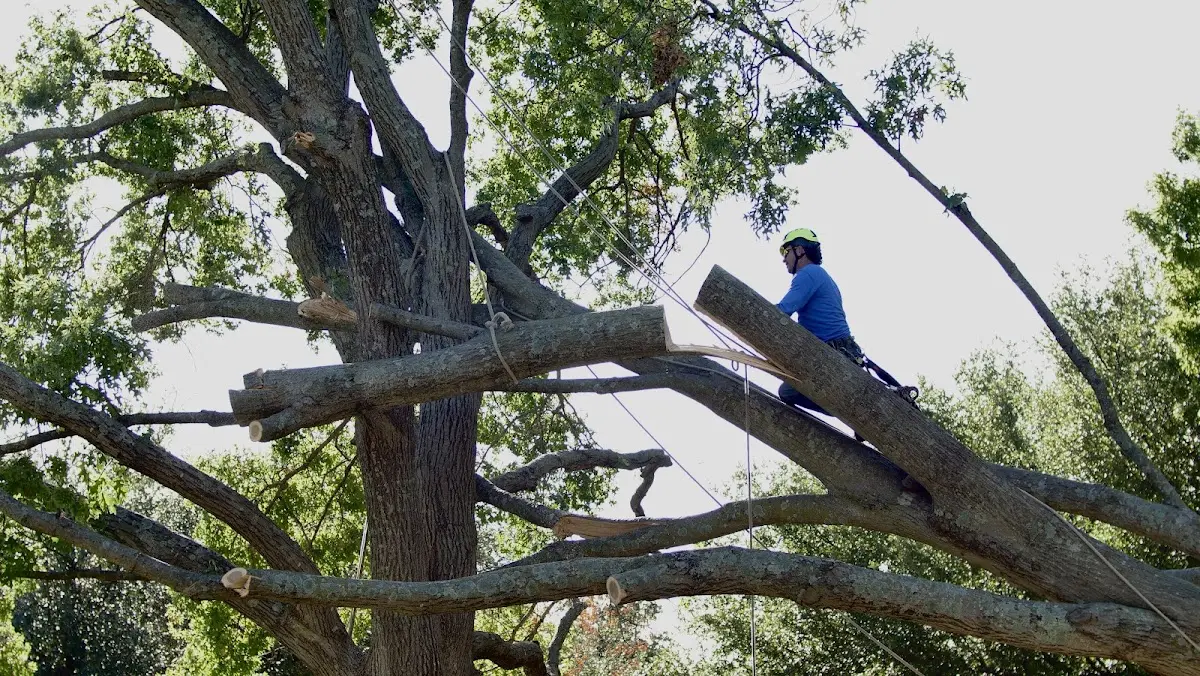 Professional Crown Thinning performed by certified arborists in Spring Valley